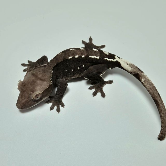 아잔틱