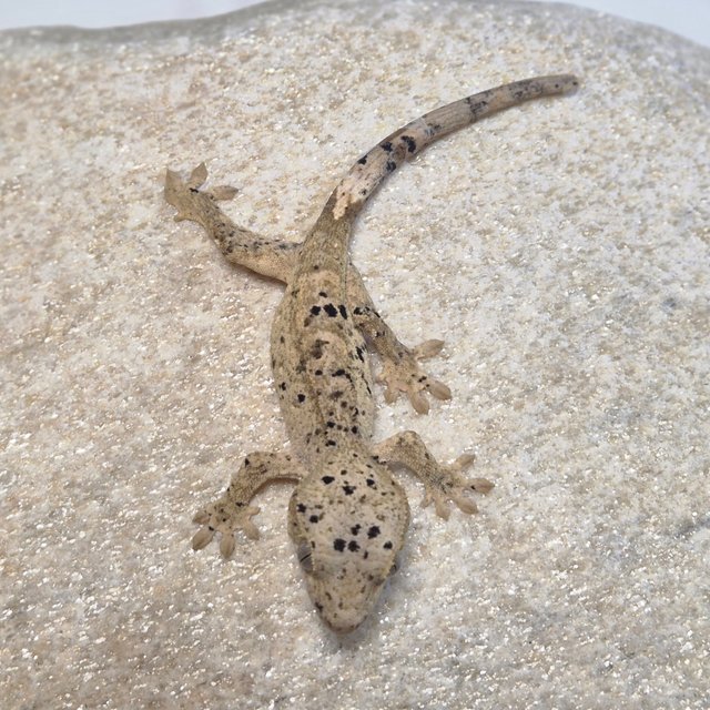 달마시안 슈퍼달마시안