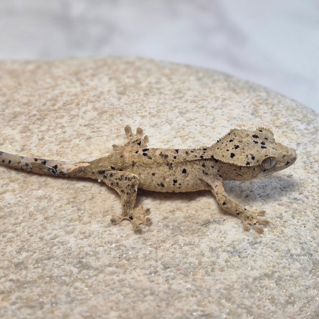 달마시안 슈퍼달마시안