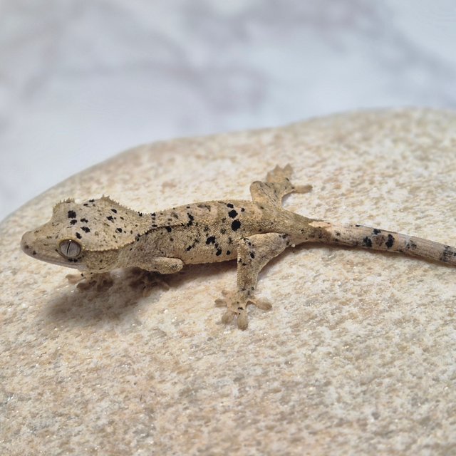 달마시안 슈퍼달마시안