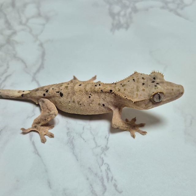 달마시안