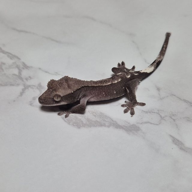 아잔틱