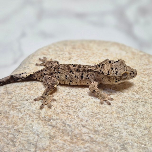 달마시안 슈퍼달마시안