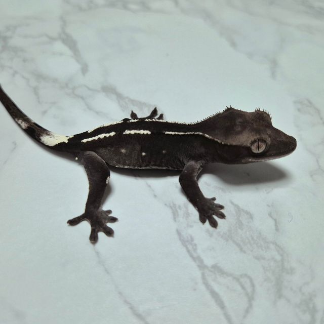 아잔틱