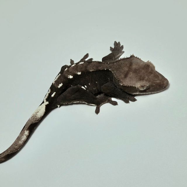 아잔틱