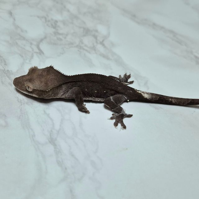 아잔틱