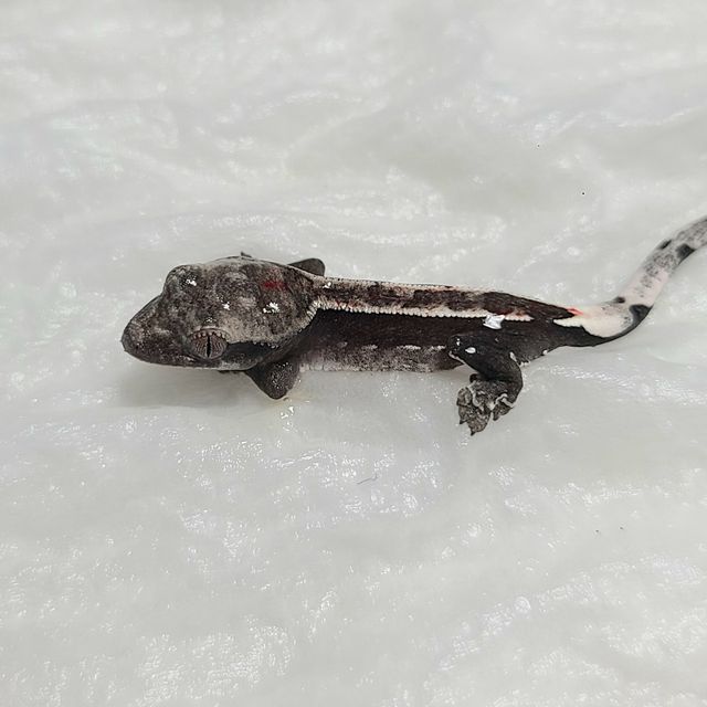 아잔틱