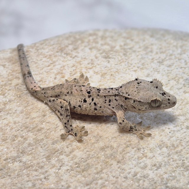 달마시안 슈퍼달마시안