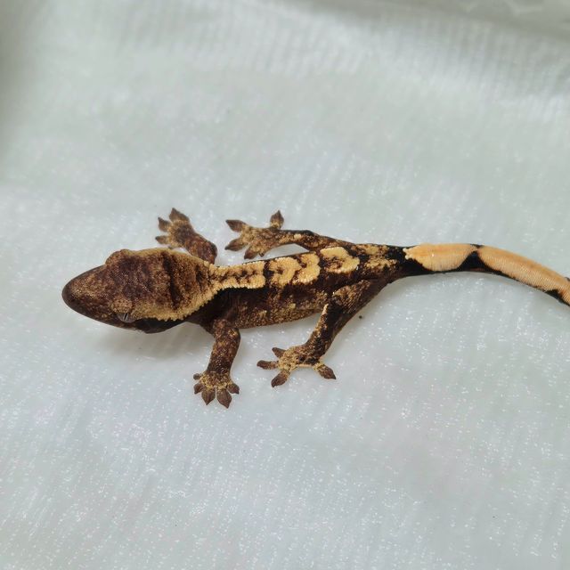 트라이 익스트림할리퀸