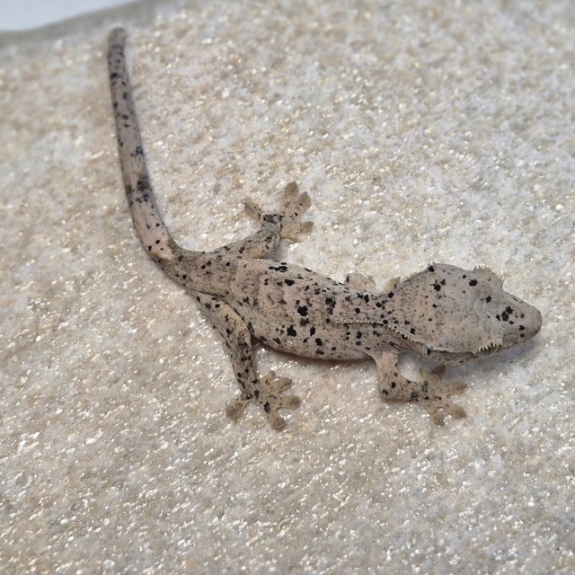 달마시안 슈퍼달마시안