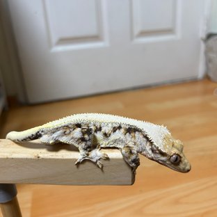 릴리화이트 텐저린