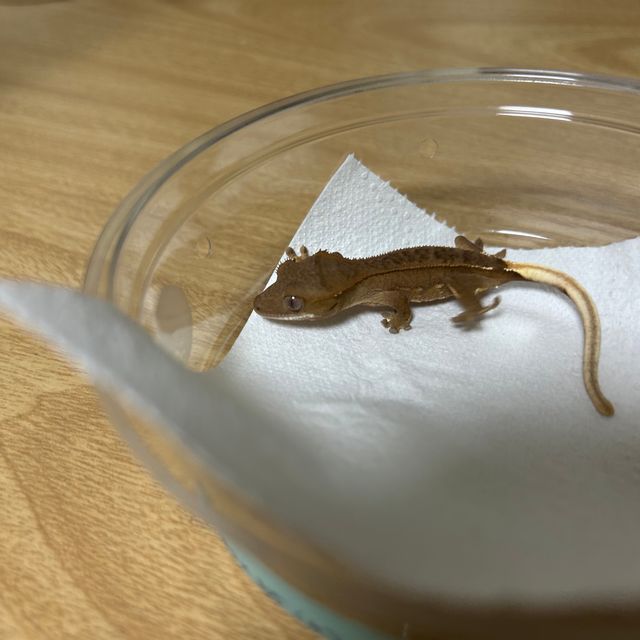 바이 레드