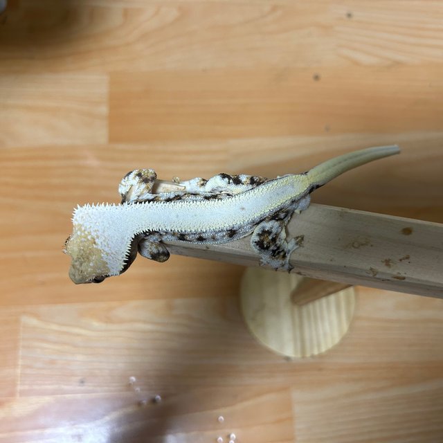 릴리화이트 텐저린