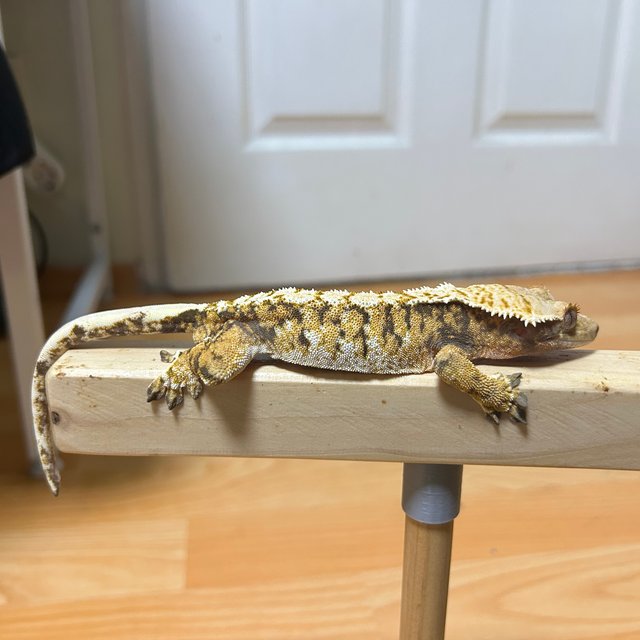 노멀 트라이 텐저린