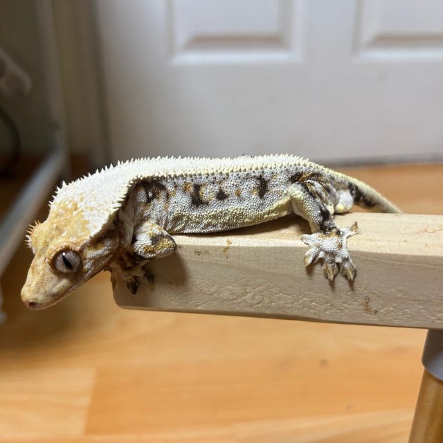 릴리화이트 텐저린