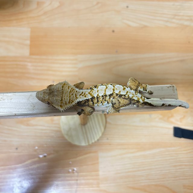 노멀 트라이 텐저린