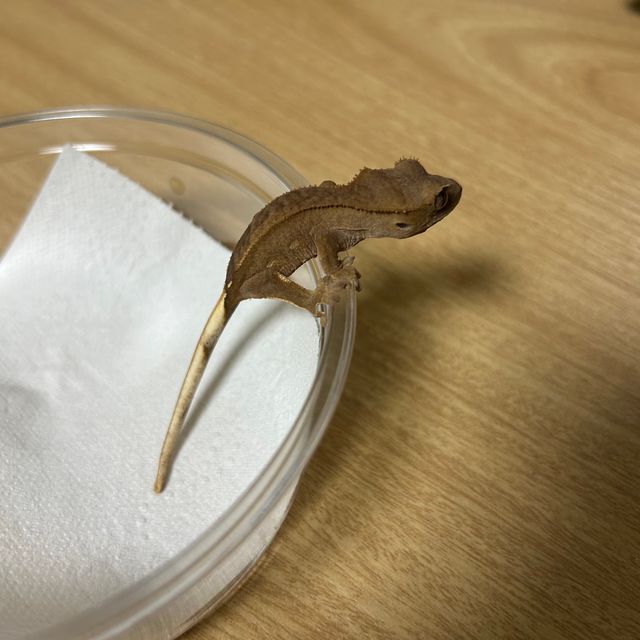 바이 레드
