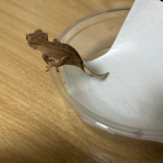 바이 레드