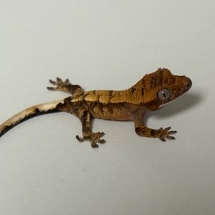 세이블 100%헷아잔틱