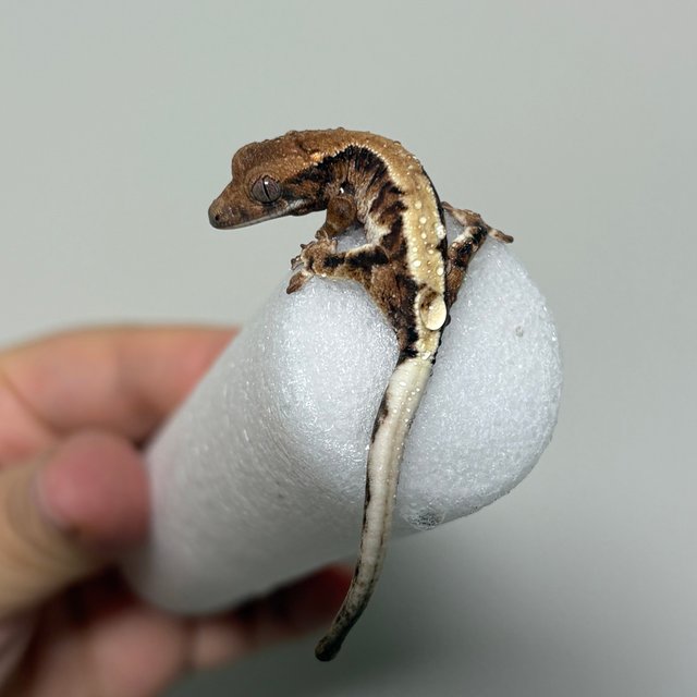 릴리 세이블 세이블 100%헷아잔틱 릴리100%헷아잔틱