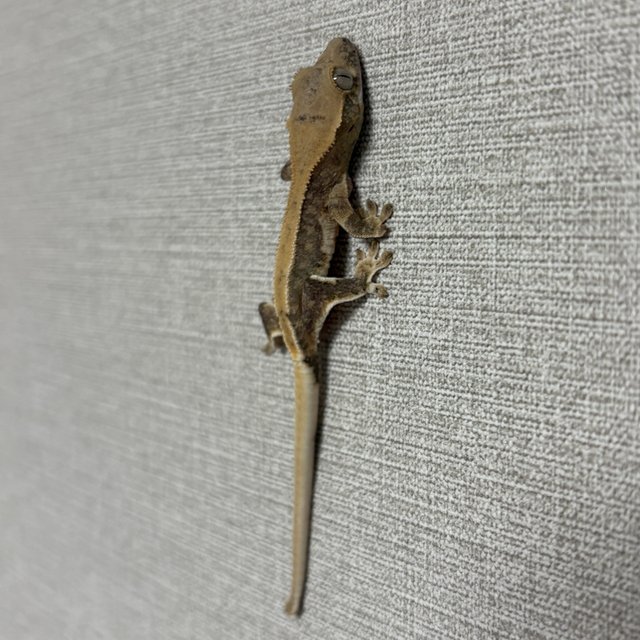 릴리100%헷아잔틱 100%헷아잔틱