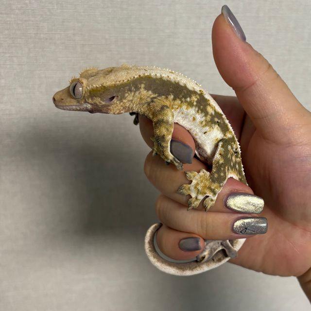 릴리100%헷아잔틱