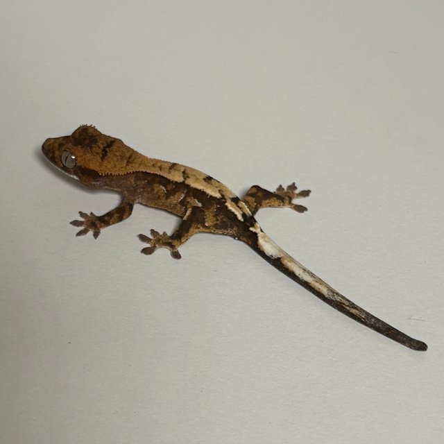 세이블 100%헷아잔틱