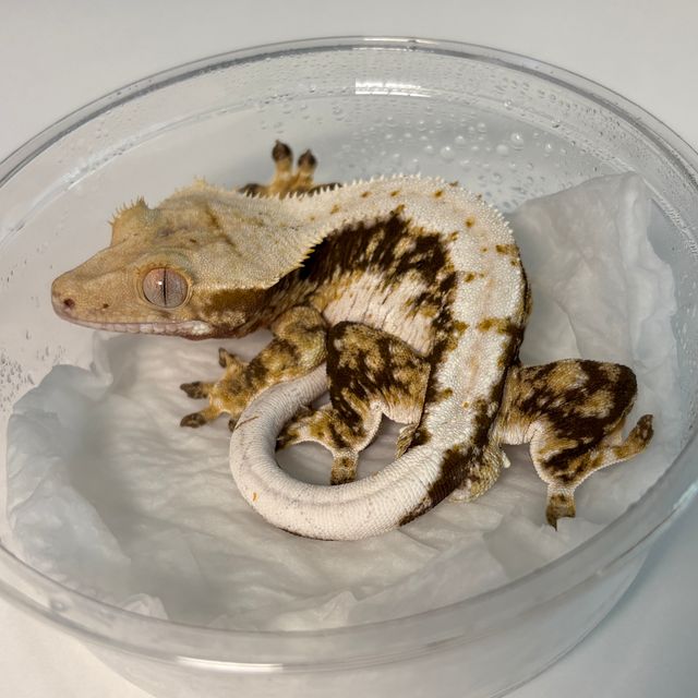 릴리100%헷아잔틱