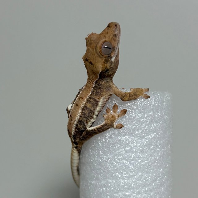 100%헷아잔틱 릴리화이트