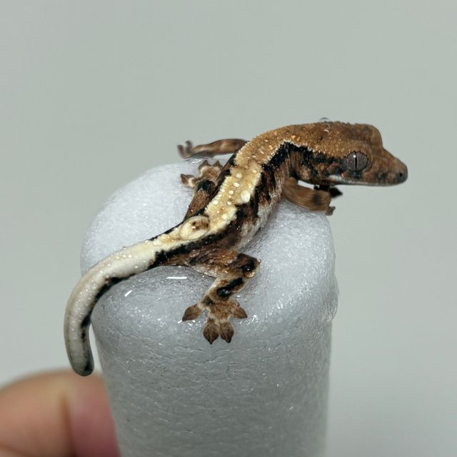 릴리 세이블 세이블 100%헷아잔틱 릴리100%헷아잔틱