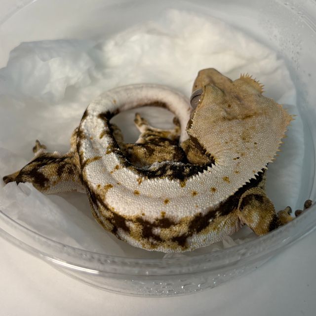 릴리100%헷아잔틱