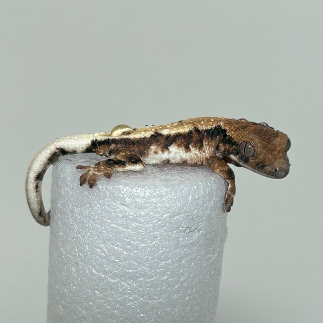 릴리 세이블 세이블 100%헷아잔틱 릴리100%헷아잔틱