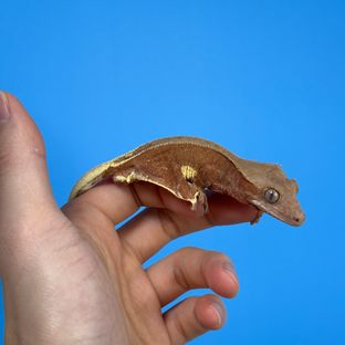 풀핀 레드 팬텀 릴리화이트