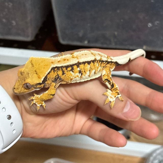 텐저린 트라이 노멀