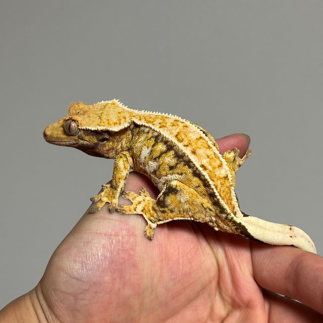 드리피 트라이 노멀