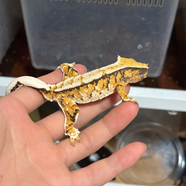 텐저린 트라이 노멀