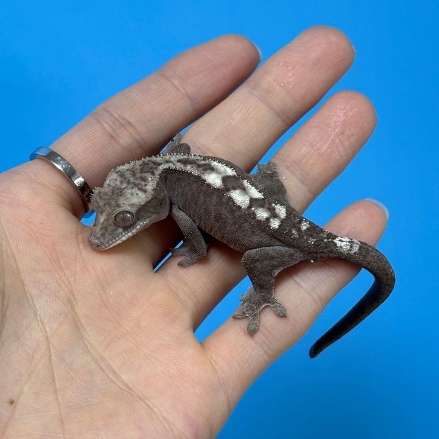 루왁