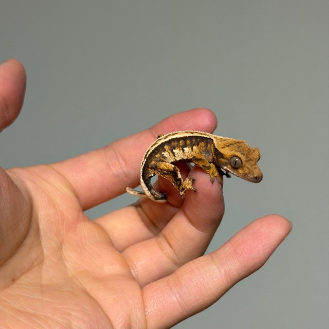 풀핀 트라이 노멀