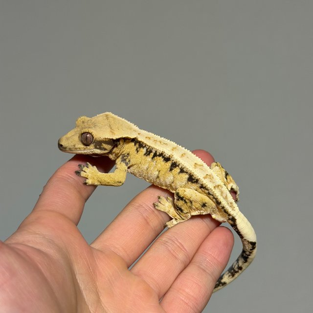 드리피 트라이 노멀