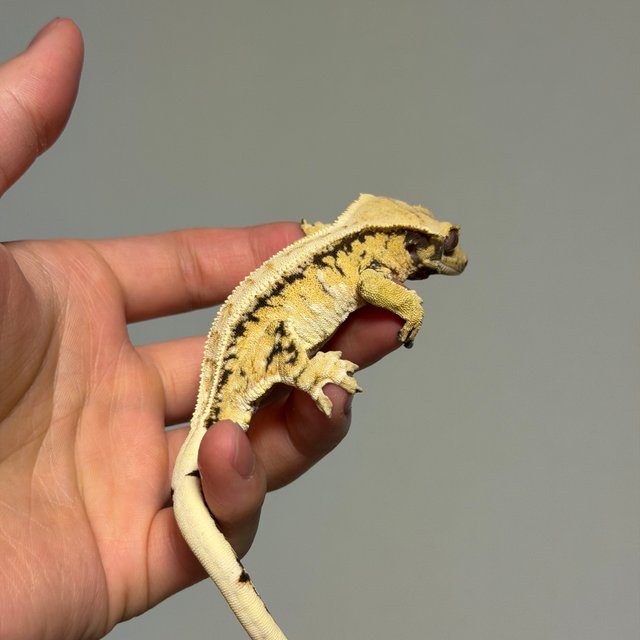 드리피 트라이 노멀