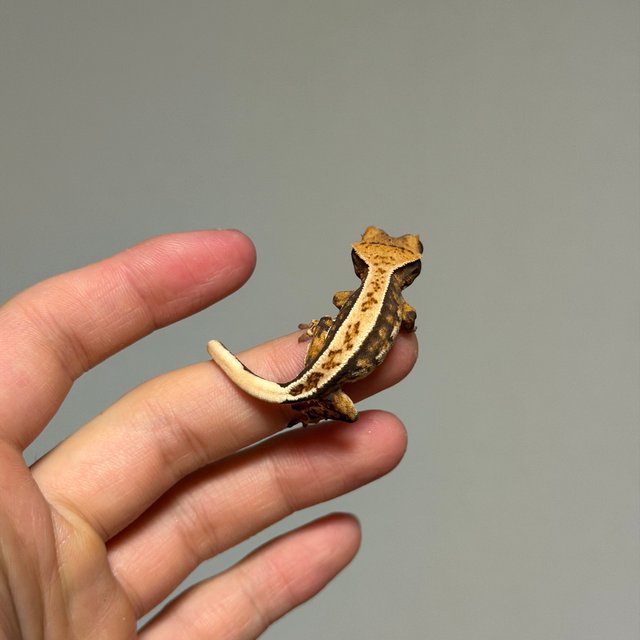 풀핀 트라이 노멀