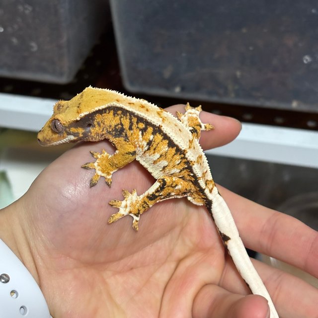 텐저린 트라이 노멀