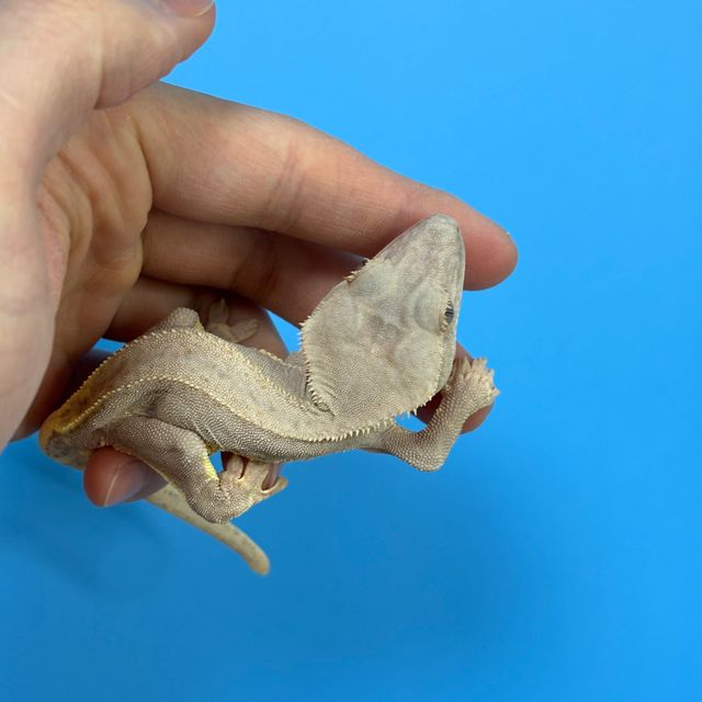 풀핀 레드 팬텀 릴리화이트
