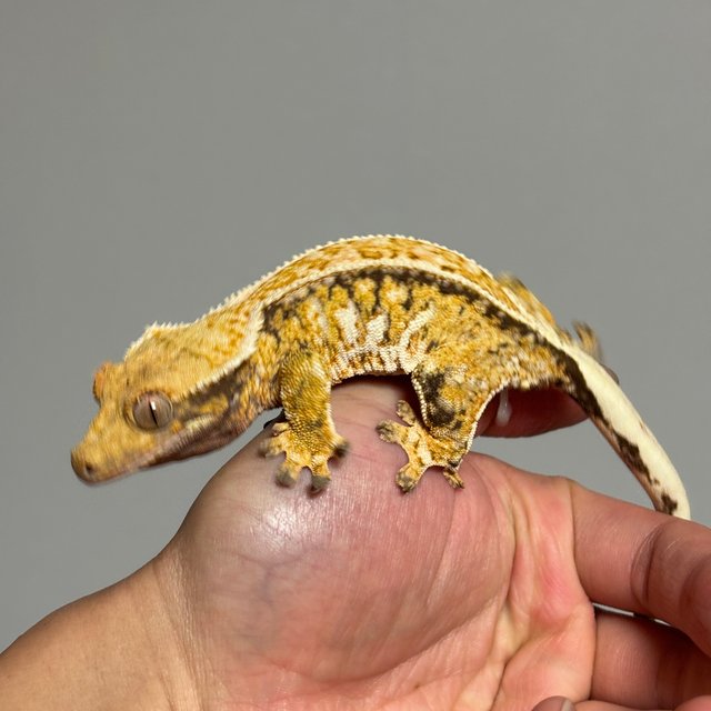 드리피 트라이 노멀