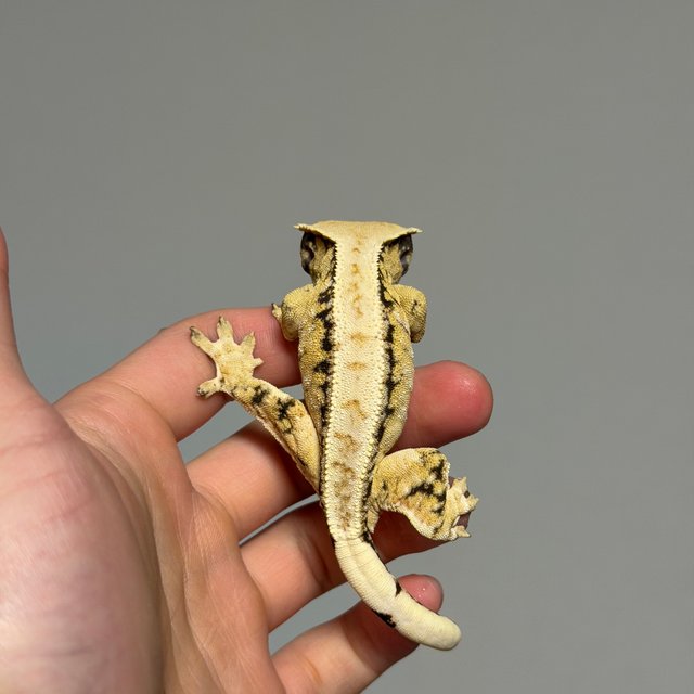 드리피 트라이 노멀