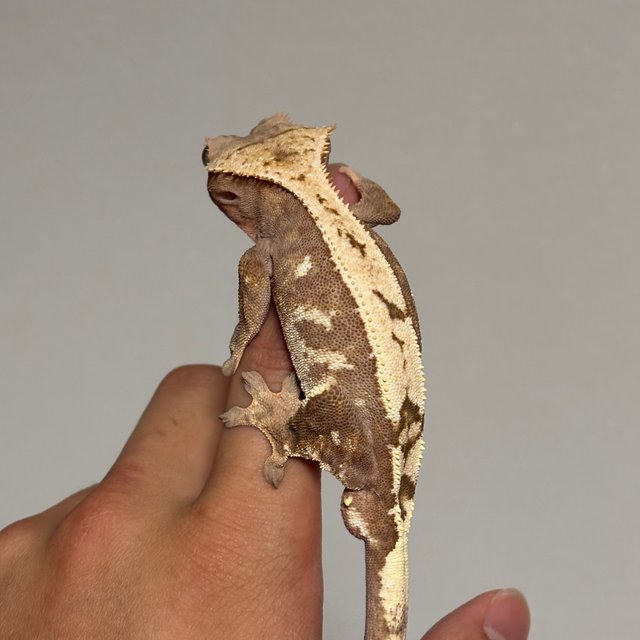 세이블