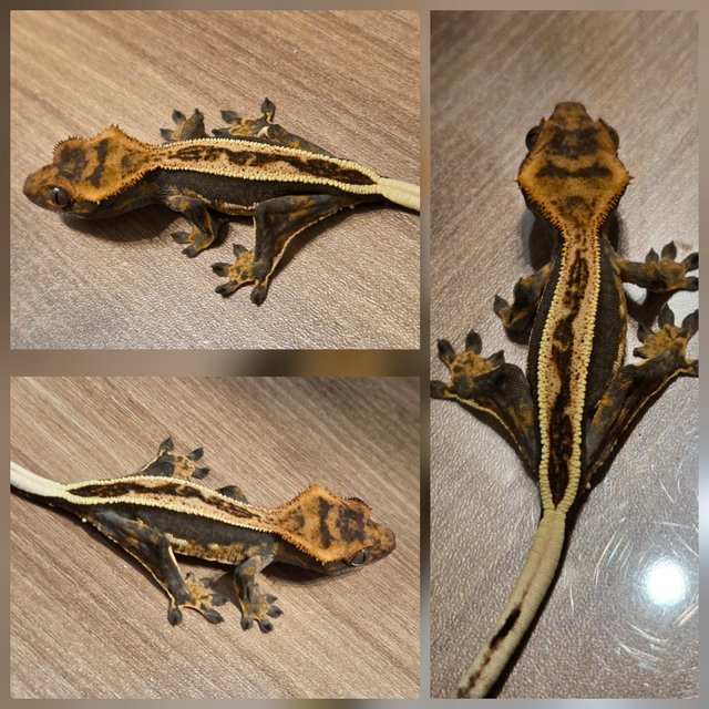 노멀 엠티백 풀핀 핀스트라이프