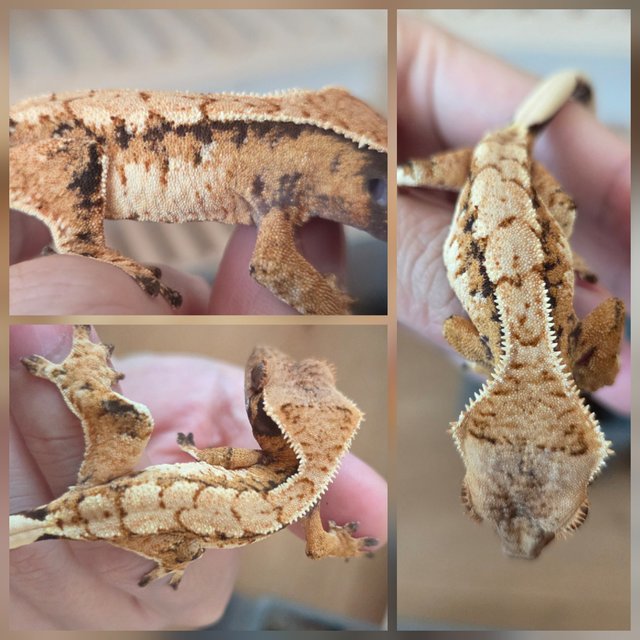 노멀 트라이 익스트림할리퀸