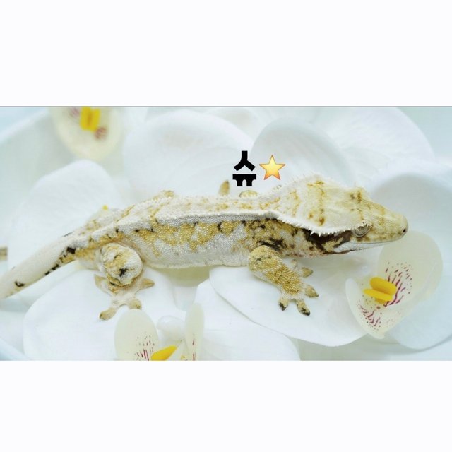 노멀 트라이 옐로우