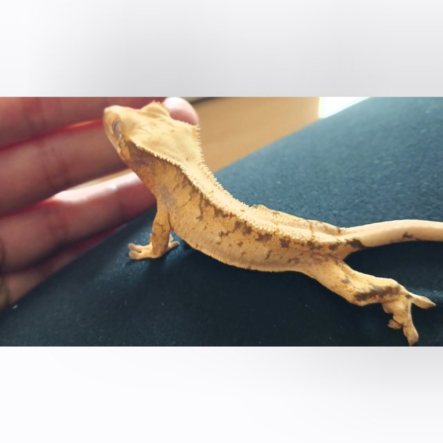 노멀 트라이 옐로우